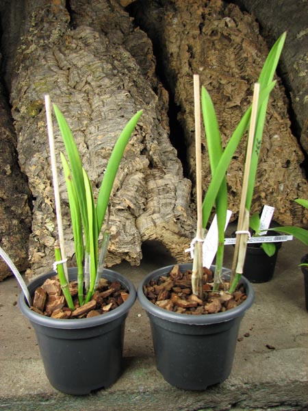 Brassocattleya Humming Angel.jpg