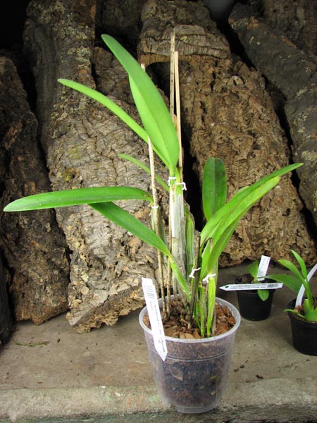 Laelia tenebrosa x Cattleya Penny Kuroda 'spots'.jpg
