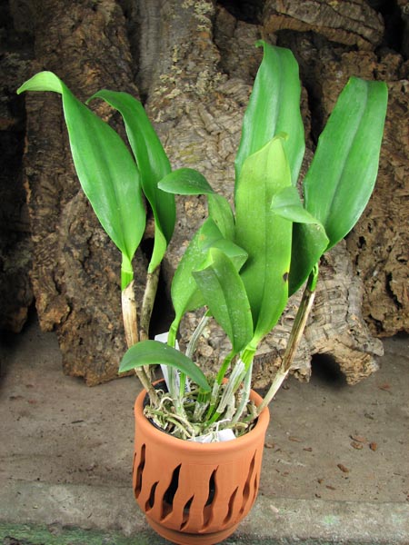 Sophrolaeliocattleya Tutankamen 'Pop'.jpg