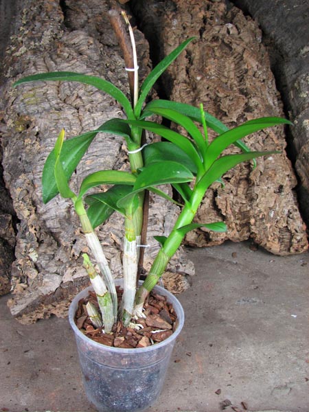 Dendrobium Rainbow Fantasy.jpg