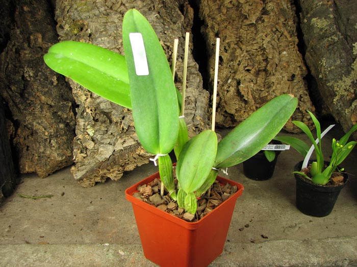 Cattleya warneri concolor venosa 'Domingos Martins' x self.jpg