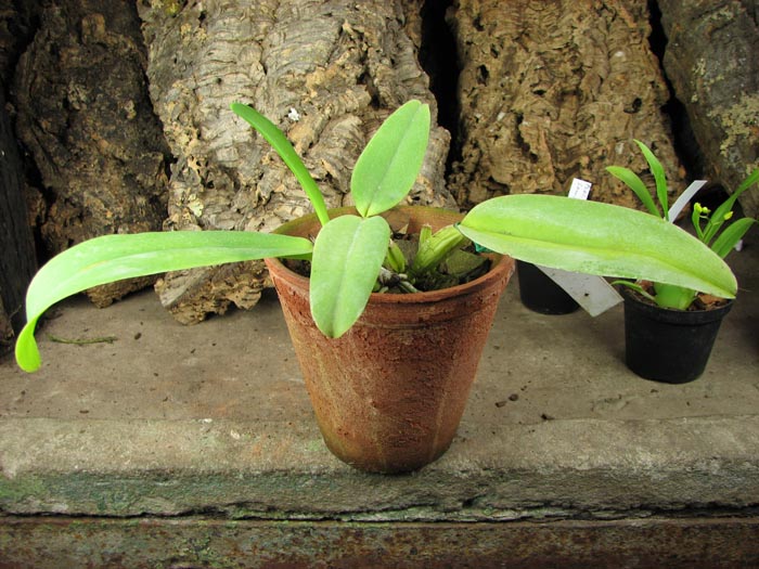 Cattleya warneri amesiana 'Mem Roberto Kautsky' x SELF.jpg
