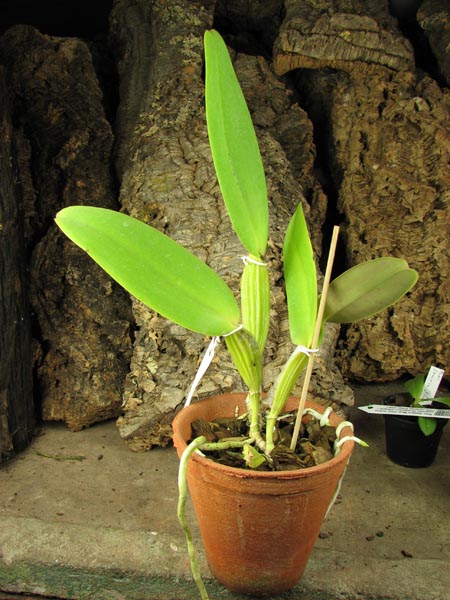 Cattleya warneri tipo 'Maravilha' (escura) x Cattleya warneri integra-orlata 'AWZ'.jpg
