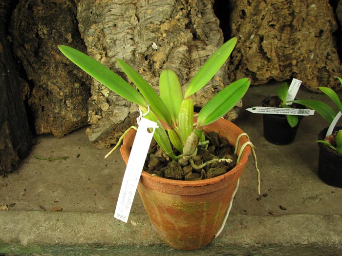 Cattleya lueddemanniana 'Negrita' x Cattleya lueddemanniana 'Dark'.jpg