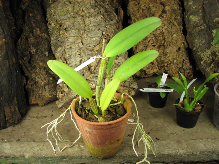 Cattleya lueddemanniana rubra x lueddemanniana escura.jpg