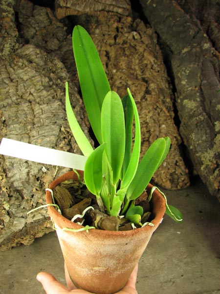 Cattleya percivaliana semi alba 'Altamira' (11-6) x percivaliana semi alba 'Carache' (06-6).jpg