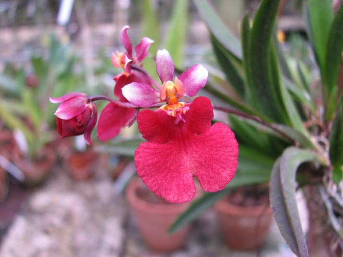 Oncidium (Tolumnia) Popoki Red.jpg