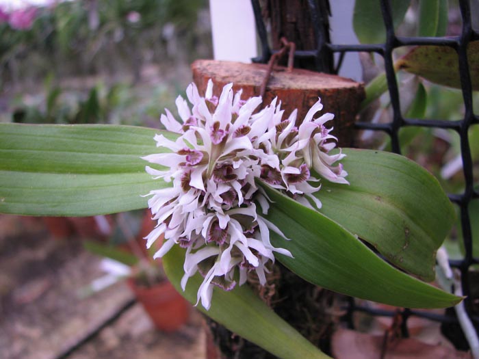 Dendrobium peguanum.jpg