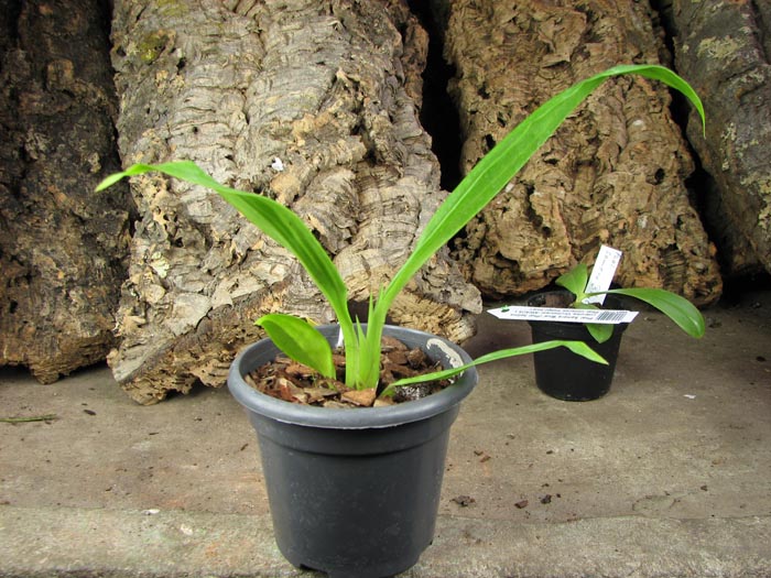 Bollopetalum Midnight Blue 'Cardinal's Roost'.jpg