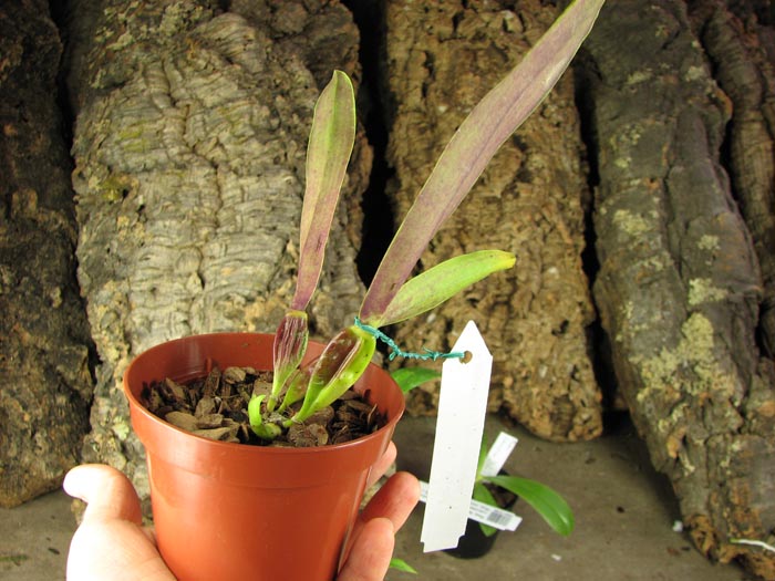 Laelia perrinii alba 'AM' x Laelia perrinii alba 'RK'.jpg