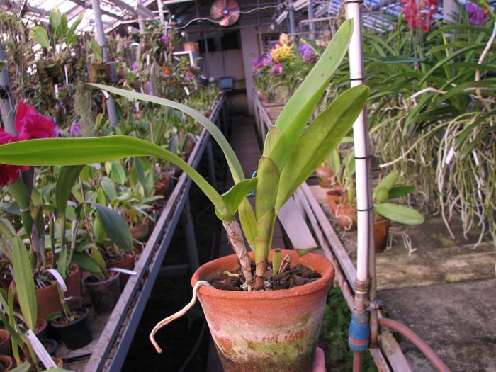 Laelia tenebrosa 'Fumacina Fujita' x Laelia tenebrosa extra XXX.jpg
