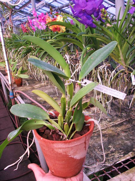 Cattleya warneri semi alba 'Geneva' x Laelia praestans alba.jpg