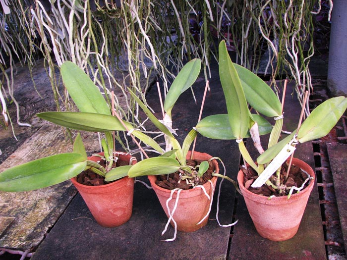 Cattleya warneri concolor 'HI' x Cattleya warneri venosa suave.jpg