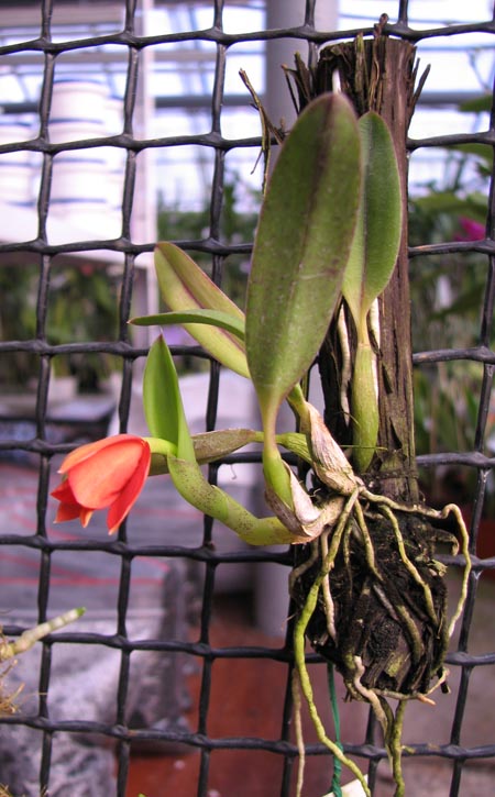 Sophronitis coccinea.jpg