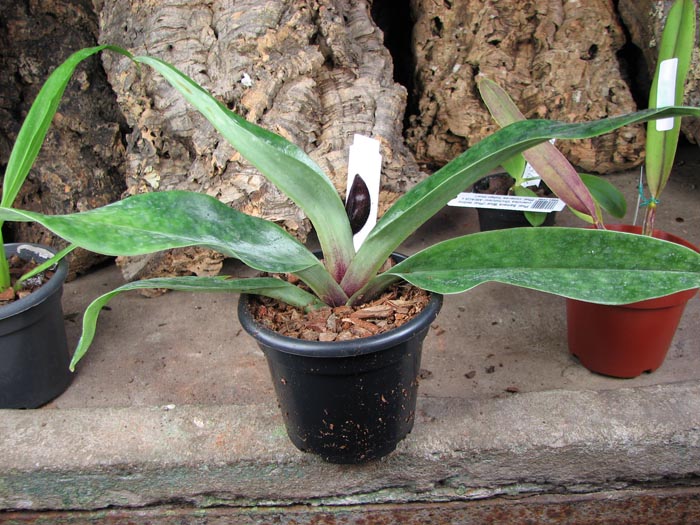 Paphiopedilum Hsinying Web x mastersianum.jpg