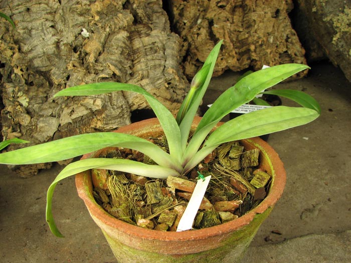 Paphiopedilum appletonianum.jpg