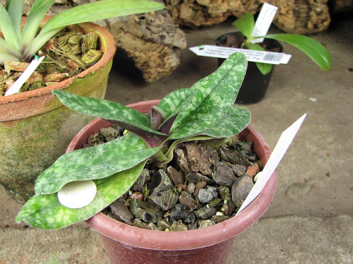 Paphiopedilum wenshanense.jpg
