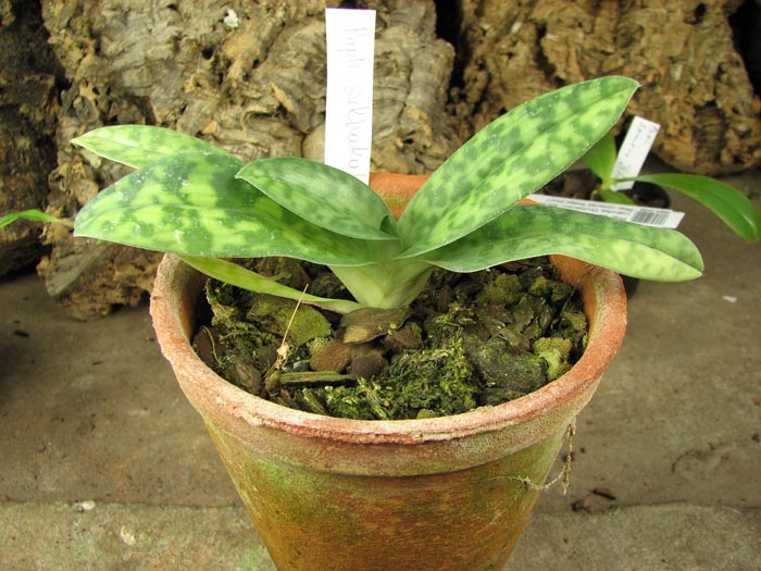Paphiopedilum sukhakulii.jpg