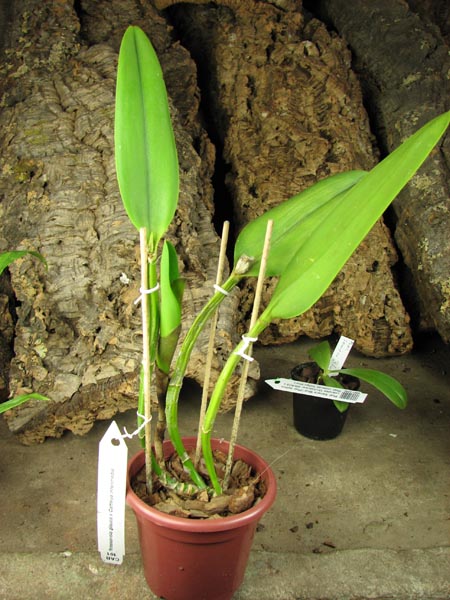 Brassavola glauca x Cattleya intermedia.jpg