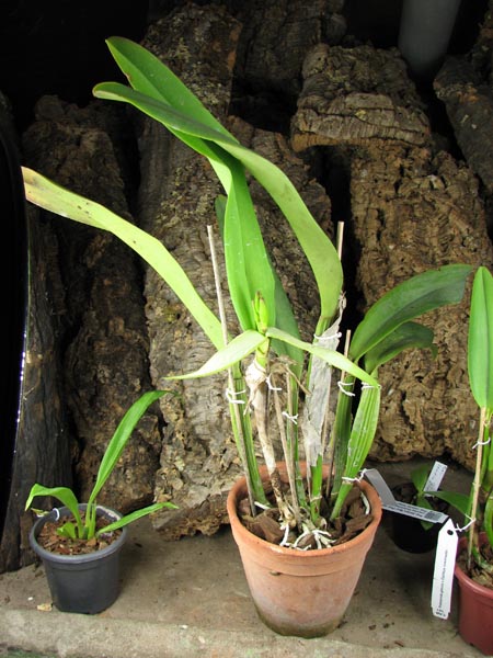 Brassolaeliocattleya Taiwan Queen 'Golden Monkey'.jpg