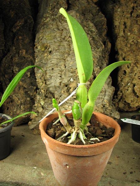 Laeliocattleya Sakura Candy.jpg