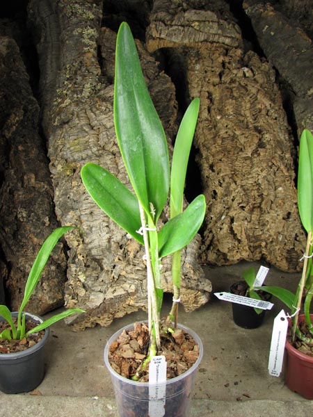 Epidendrum parkinsonianum x Brassavola digbyana.jpg