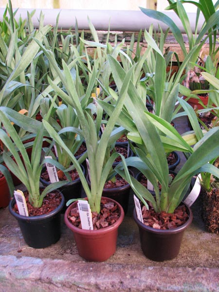 Miltoniopsis Breathless 'Florence'.jpg