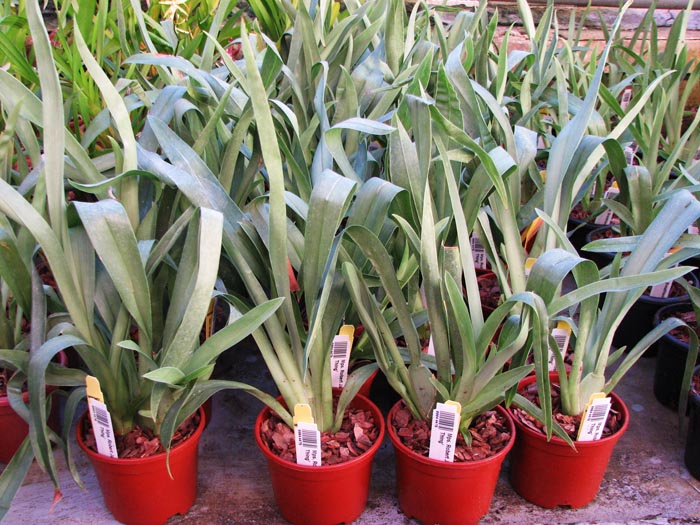 Miltoniopsis Robert Jackson 'Wild Thing'.jpg