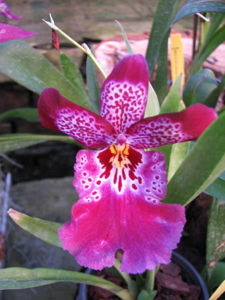 Vuylstekeara Michelle Rehfield 'Pacific Blue Skies'.jpg