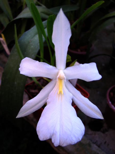 Miltonia spectabilis alba 'Biriricas' x SELF.jpg