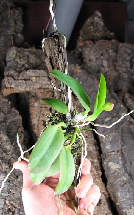 Laelia alaori escura x self.jpg