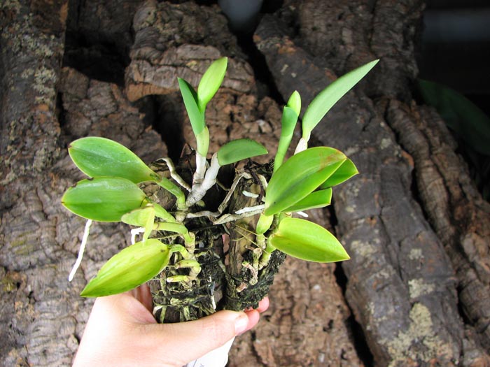 Laelia pumila 'Topázio Vermelho' (Z-71) x Laelia pumila 'Granada'.jpg