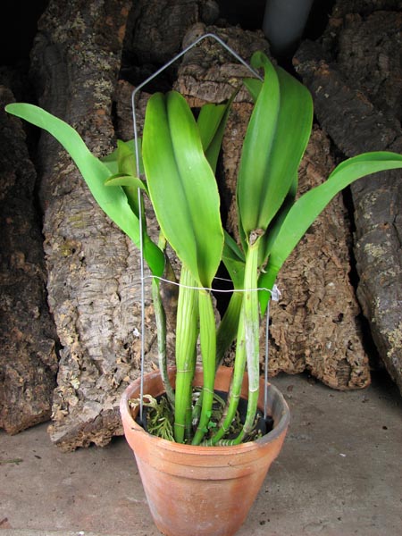 Potinara Haw Yuan Gold 'YC#2'.jpg