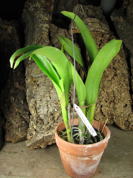 Brassolaeliocattleya Young Kong 'Sun No16'.jpg