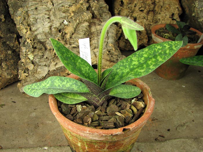 Paphiopedilum Maelstrom (Armeniwhite X jackii).jpg