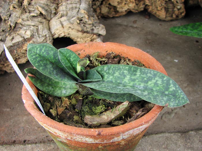 Paphiopedilum Norito Hasegawa (malipoense x armeniacum).jpg