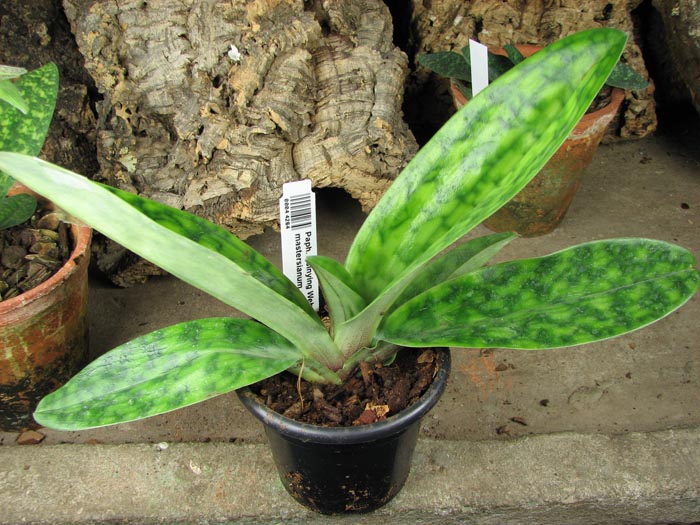 Paphiopedilum Hsinying Web x mastersianum.jpg
