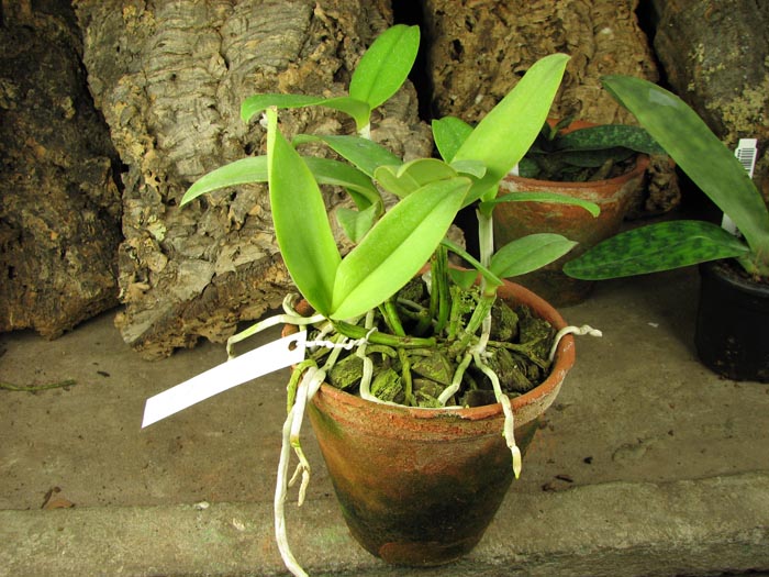 Cattleya leopoldii.jpg