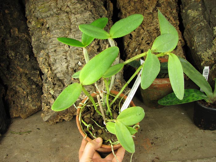 Cattleya intermedia aquini rosea-concolor XXX x Cattleya intermedia aquini alba 'Superba' XXX.jpg