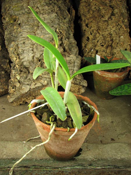 Cattleya bicolor (DAR) x Cattleya bicolor 'Angelo Ebani'.jpg