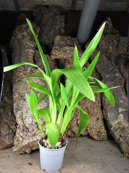 Zygopetalum hybrid 'Green'.jpg