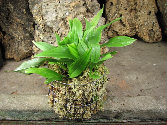 Promenaea rollinsonii.jpg