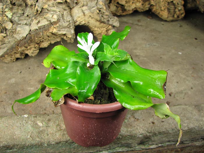 Cryptanthus aurantiacus.jpg