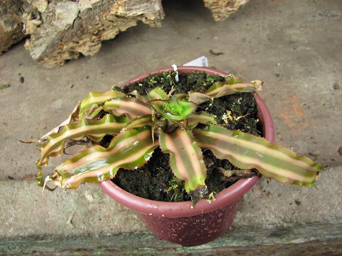 Cryptanthus bivittatus.jpg