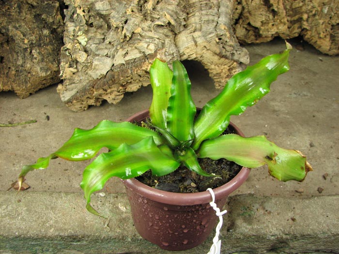Cryptanthus farinosus.jpg