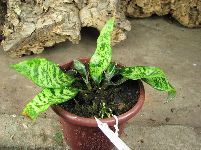 Cryptanthus beukeri.jpg