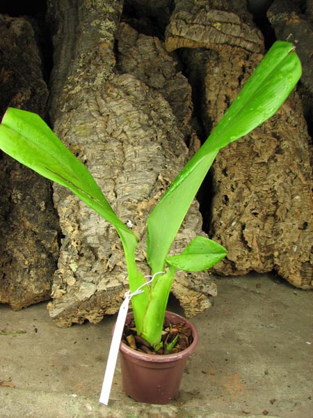 Maxillaria striata.jpg