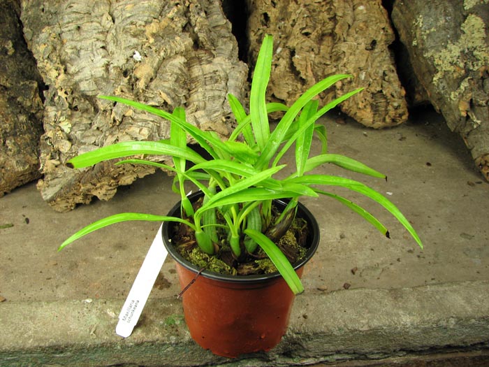 Maxillaria schunkeana.jpg