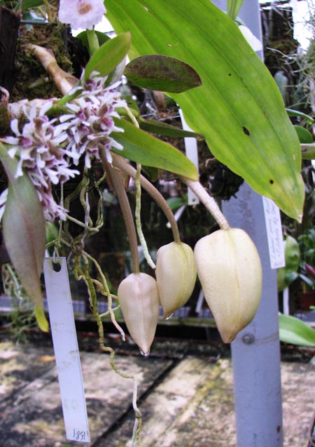 Stanhopea candida.jpg