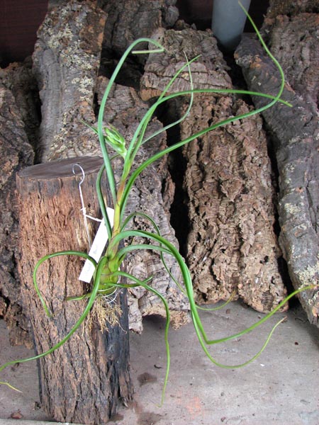 Tillandsia baileyi.jpg